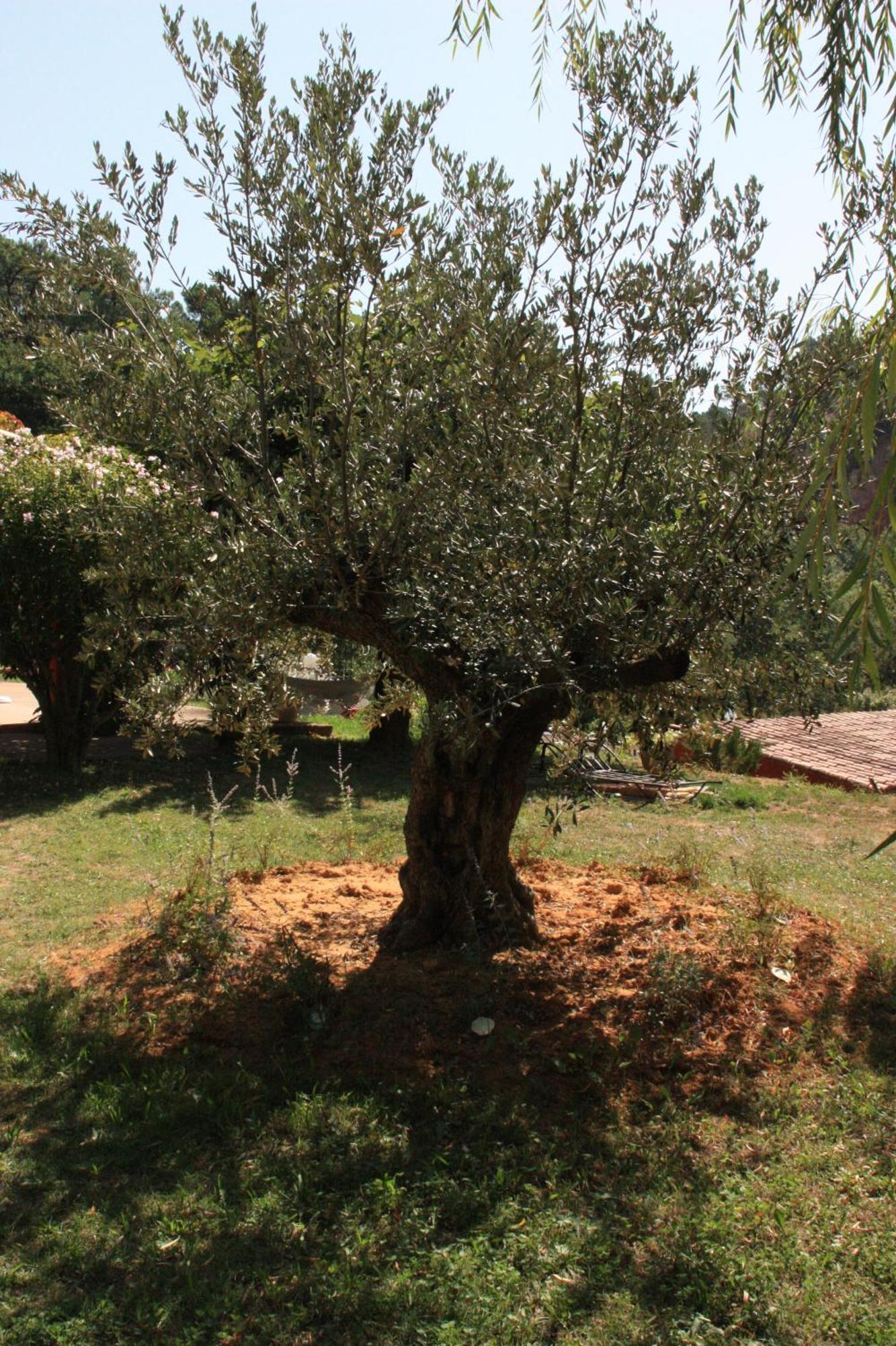 Villa Des Roses Roussillon en Isere Exteriör bild